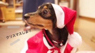 サンタさんのコスチュームを着た犬
