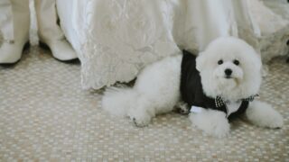 愛犬と結婚式